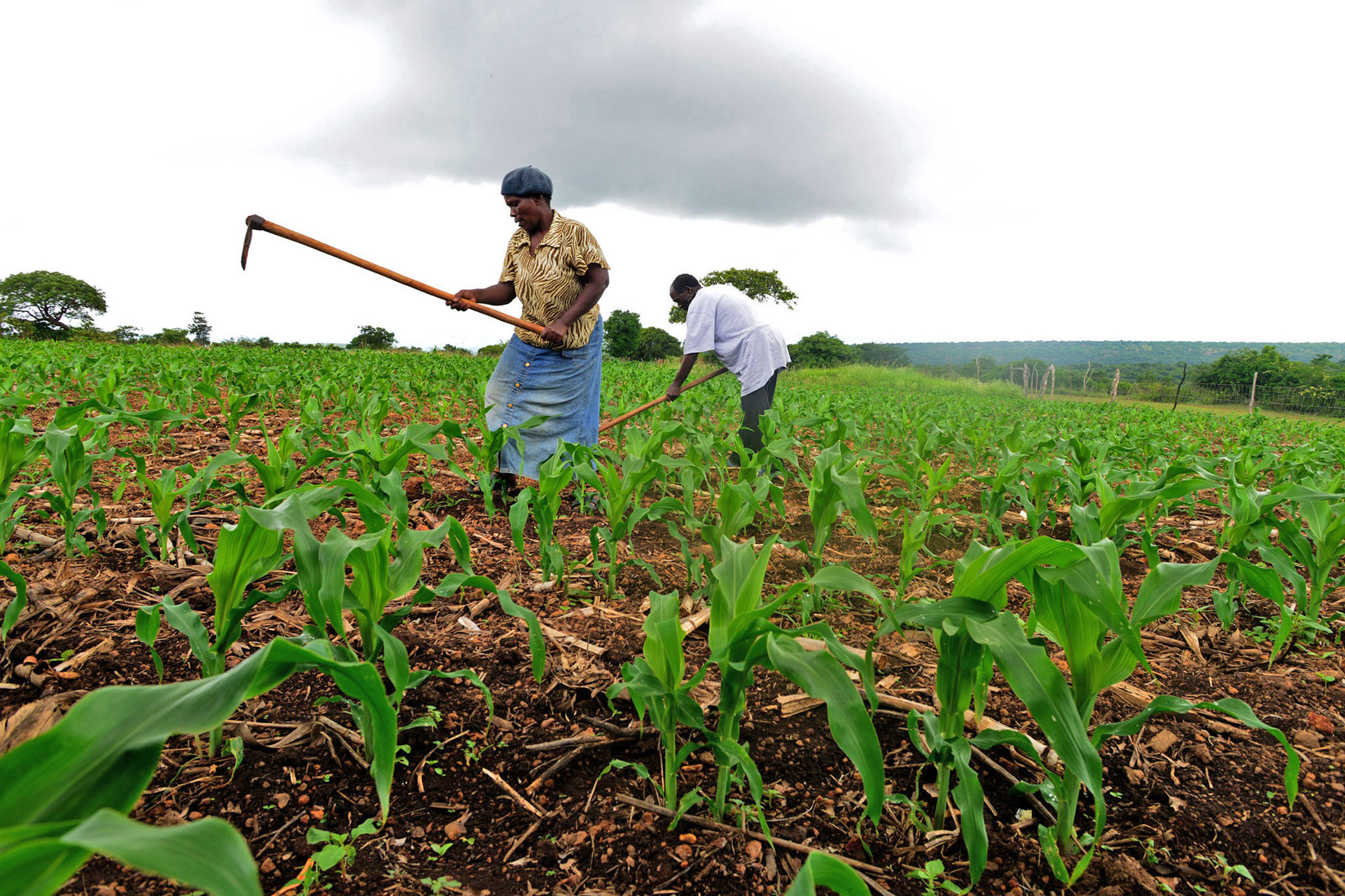 agriculture