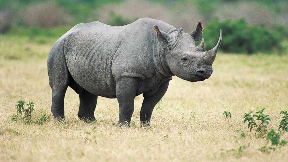 endangered species