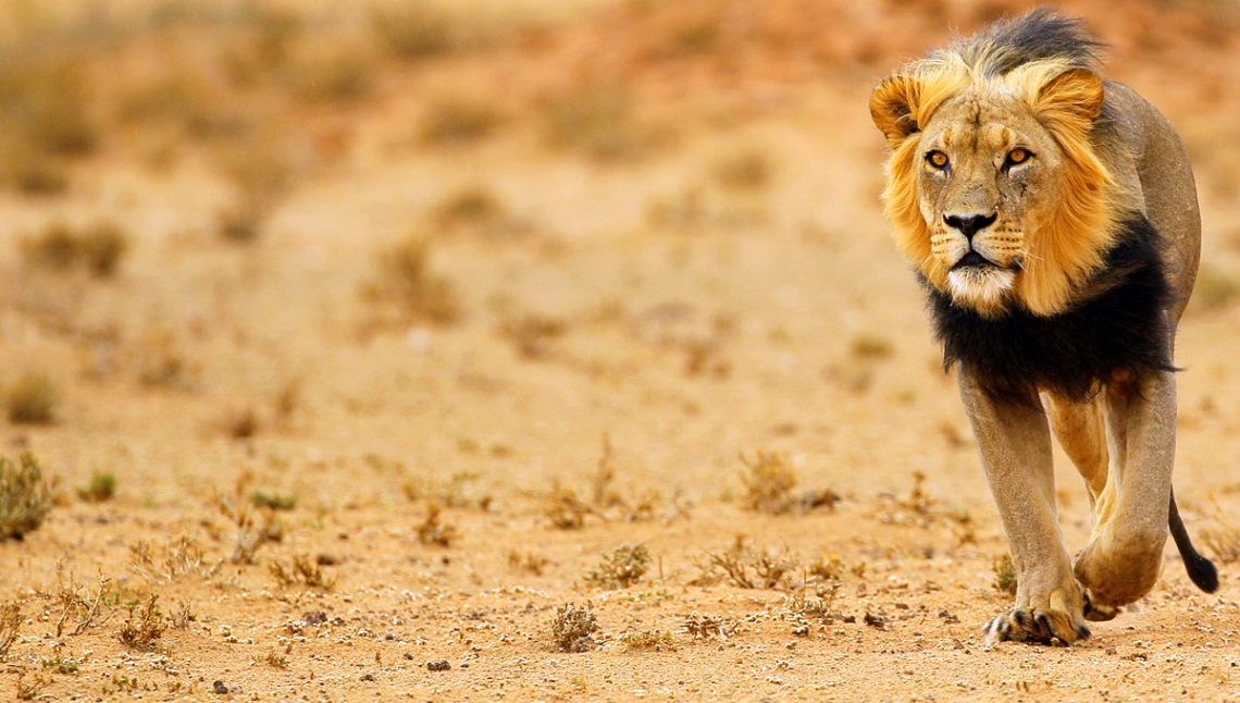big five